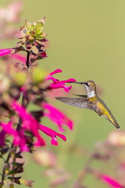 Day, Richard and Susan 아티스트의 Ruby-throated Hummingbird-Archilochus colubris-at Salvia Fuchsia Rockin Fuchsia-Salvia hybrid-Mario작품입니다.